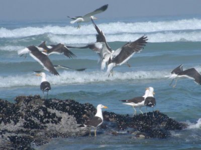 Seagulls, West Coast Walk