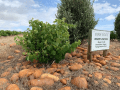 Sijnn Wines