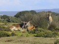 flora, fauna and landscapes