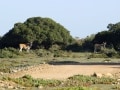 flora, fauna and landscapes
