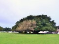 flora, fauna and landscapes