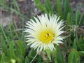 flora, fauna and landscapes
