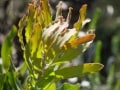 flora, fauna and landscapes