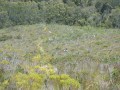 flora, fauna and landscapes