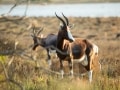 flora, fauna and landscapes