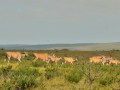 flora, fauna and landscapes
