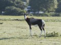 flora, fauna and landscapes