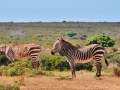 flora, fauna and landscapes