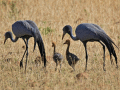 flora, fauna and landscapes