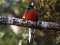 narina trogon