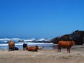 wild coast shipwreck