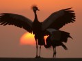 transkei trekcrowned crane