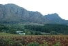 Vriesenhof Vineyards, Stellenbosch