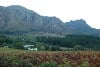 Vriesenhof Vineyards, Stellenbosch