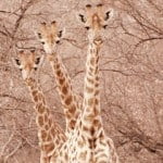 giraffe in the bushveld