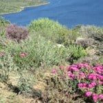 Cederberg Drive and Hike 20 Fynbos at Clanwilliam Dam