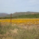 Cederberg Drive and Hike 22 Boskloof area wild flowers