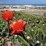 Fynbos