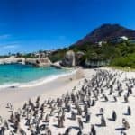 Penguin colony at Boulders beach, Simonstown. 