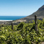 Cape Point Vineyards