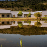 Morgenster Wine and Olive Estate