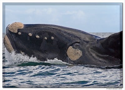 Walking tours South Africa 29 Hermanus is one of the world's best areas for whale watching