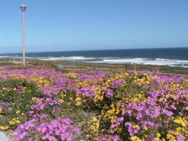 Walk along rocky coastline, beaches and West Coast wildflowers in Spring