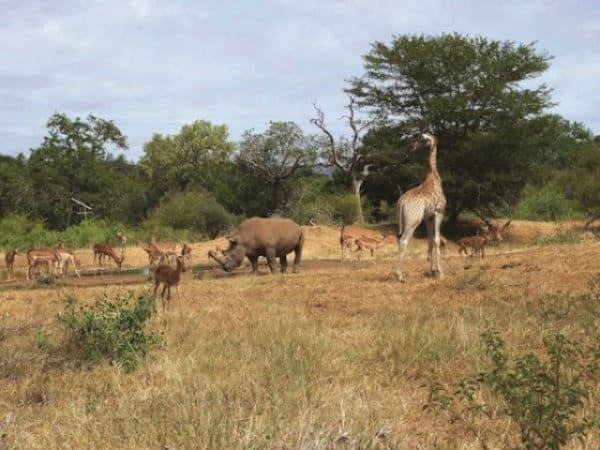 Giraffe and rhino on Kruger Park Safari