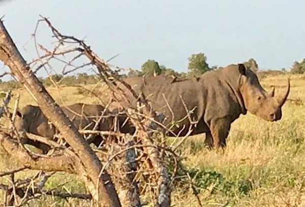 Wildlife on foot in Kruger Park