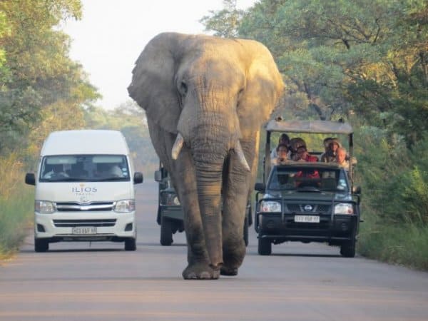 Read more about the article Kruger Park Safari