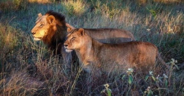 Walking tours South Africa 42 See the Big 5 with safari vehicle Kruger Park