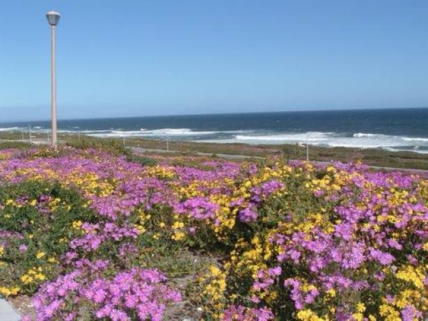 Wildflowers and scenic coastline West Coast walk