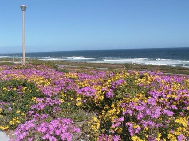Walking tours South Africa 34 Wildflowers and scenic coastline West Coast walk