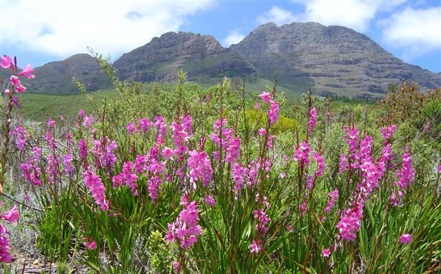 Explore the Cape floral kingdom and scenery