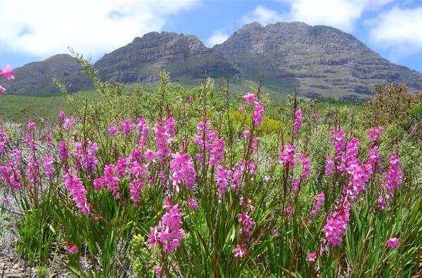 Cape Winelands hiking in Stellenbosch to explore fynbos and scenery
