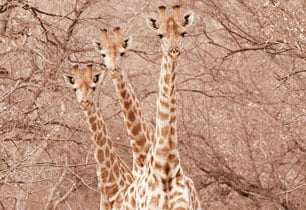 Walking tours South Africa 40 Wildlife on Bushveld game walk