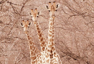 Wildlife on Bushveld game walk