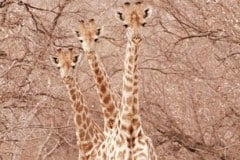 Bushveld Game Walk 3 Wildlife on foot in the bushveld