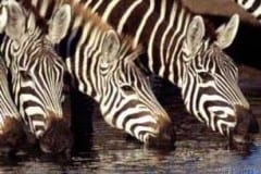 Bushveld Game Walk 2 See game and birds amidst the natural beauty of the bush