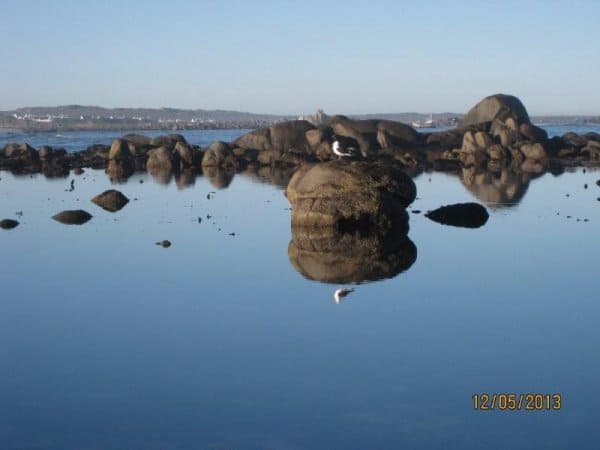 Spot seals, dolphins, birds, whales and birds on West Coast walking tour