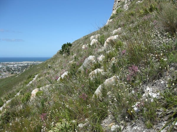 Hermanus Walk