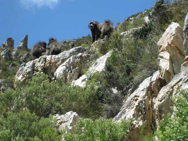 Baboons,klipspringer and 100 bird species on Hermanus walking trail