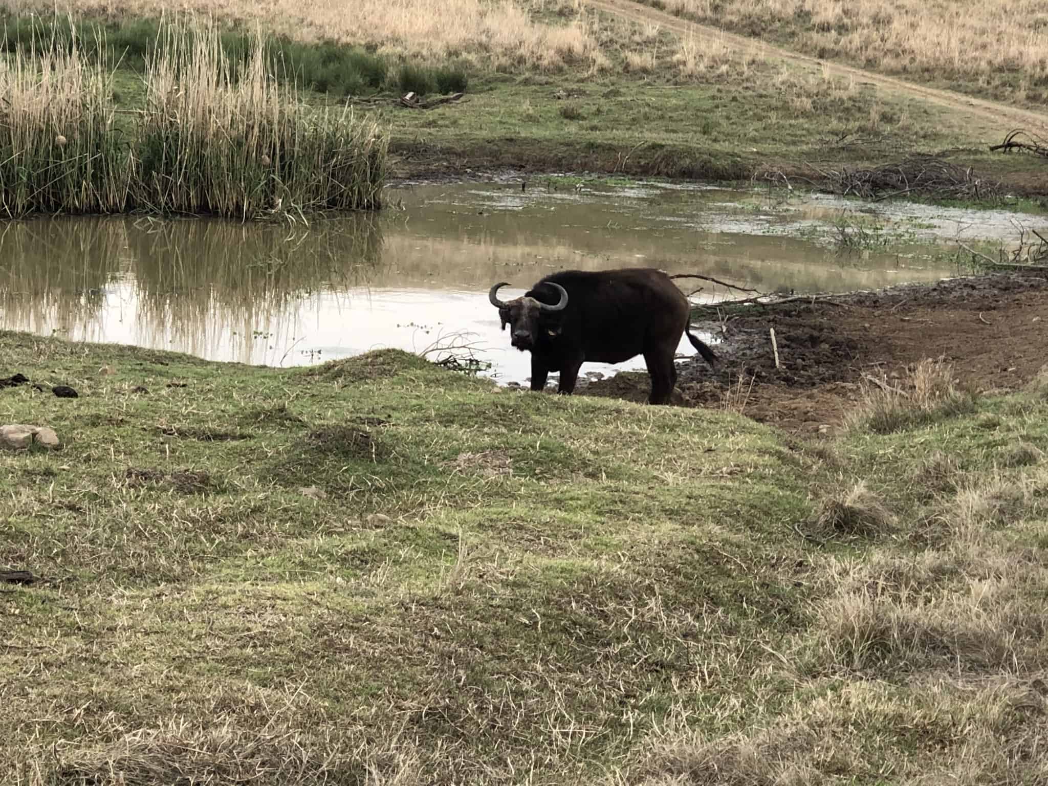 Drakensberg Giants Castle wildlife hike