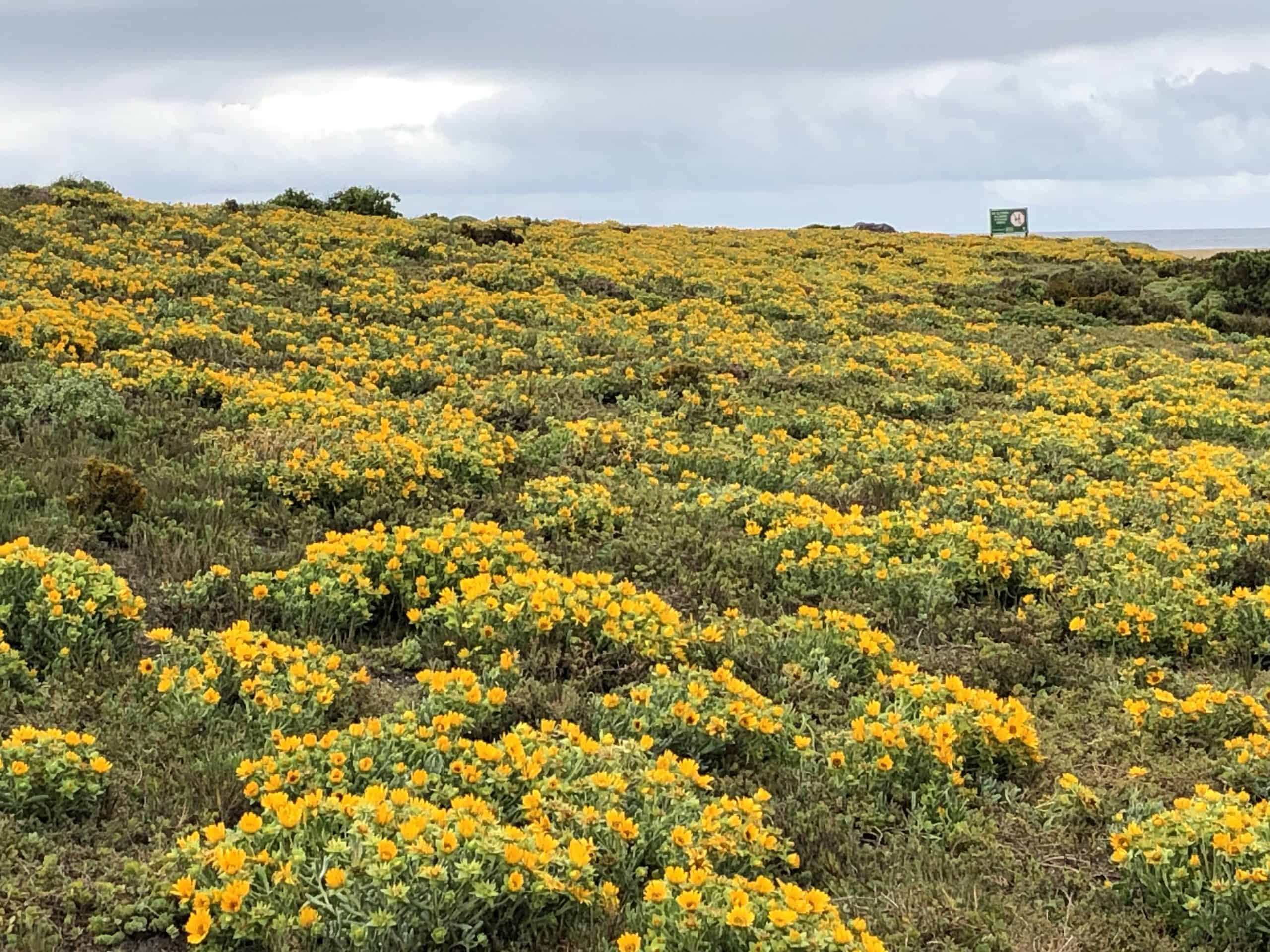 West Coast Cycling through wildflowers in Spring