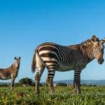 de hoop nature reserve cape mountain zebra