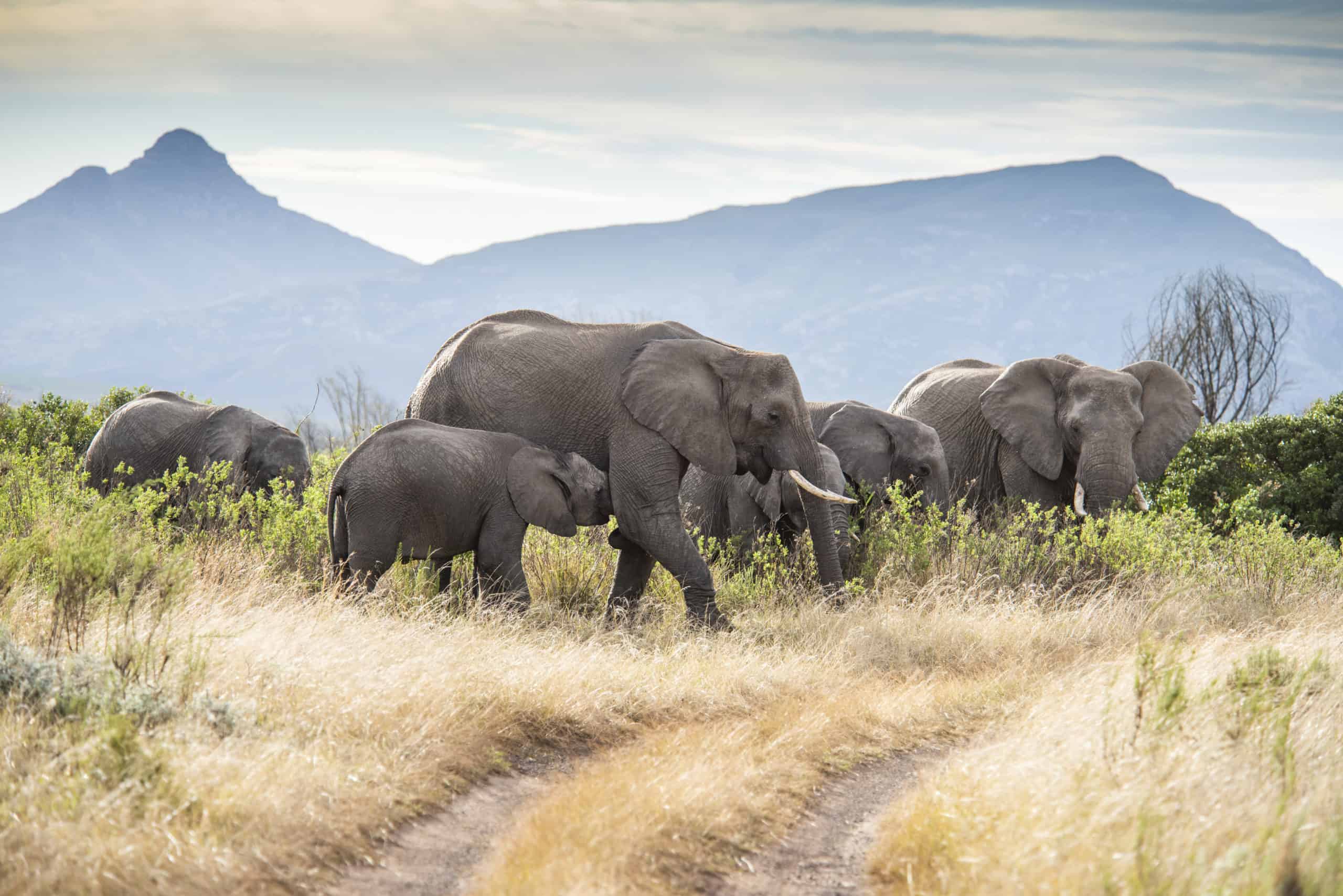 Wildlife on foot, Garden Route Game Walk