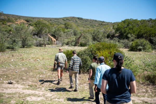 Walking tours South Africa 47 Fynbos landscape and wildlife-Garden Route game walk