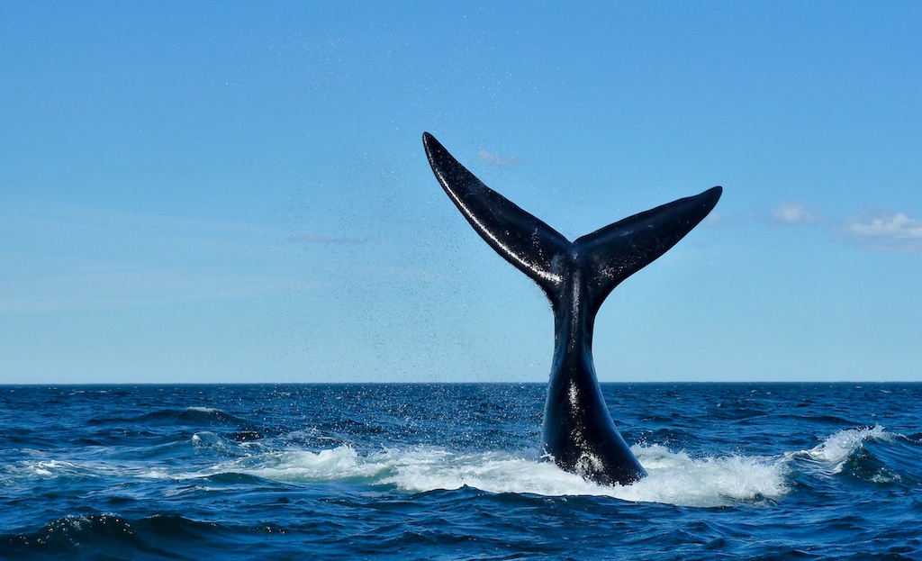 You are currently viewing Whale watching in South Africa