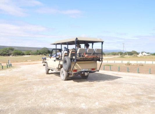 Fynbos and wildlife experience in open safari vehicle