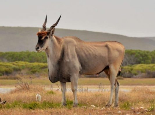 View eland and endangered species in nature reserve
